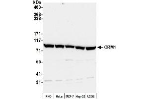 Western Blotting (WB) image for anti-Exportin 1 (XPO1) (C-Term) antibody (ABIN7453427) (XPO1 anticorps  (C-Term))