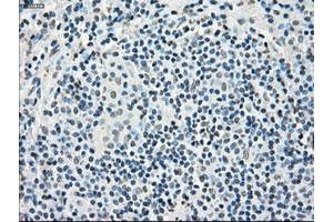 Image no. 9 for anti-P450 (Cytochrome) Oxidoreductase (POR) antibody (ABIN1497744) (POR anticorps)