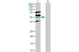 Western Blot analysis of KLF15 expression in transfected 293T cell line by KLF15 MaxPab polyclonal antibody. (KLF15 anticorps  (AA 1-416))