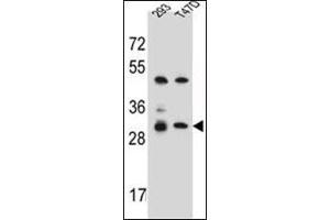 Western blot analysis of OR4P4 Antibody (C-term) in 293, T47D cell line lysates (35ug/lane). (OR4P4 anticorps  (C-Term))
