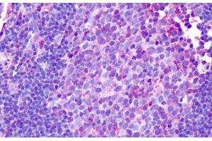 Anti-HRH1 / H1 Receptor antibody IHC staining of human tonsil. (HRH1 anticorps  (Cytoplasmic Domain))