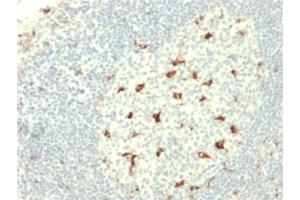 Formalin-fixed, paraffin-embedded human Tonsil stained with CD68 Mouse Monoclonal Antibody (C68/2709).