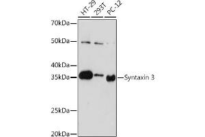 Western blot analysis of extracts of various cell lines, using Syntaxin 3 Rabbit mAb (ABIN7270686) at 1:1000 dilution. (STX3 anticorps)