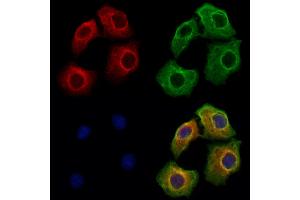 ABIN6262587 and ABIN6273127 staining Hela cells by IF/ICC. (INHBA anticorps  (Internal Region))