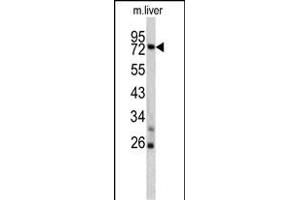 Western blot analysis of TNFAIP2 antibody (Center) (ABIN390522 and ABIN2840874) in mouse liver lysates (35 μg/lane). (TNFAIP2 anticorps  (AA 456-484))