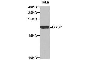Western blot analysis of extracts of HeLa cells, using CRCP antibody. (CRCP anticorps  (AA 1-115))
