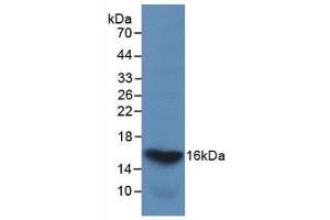 Detection of Recombinant GAL2, Human using Monoclonal Antibody to Galectin 2 (GAL2) (Gallinacin-2 (GAL2) (AA 1-132) anticorps)
