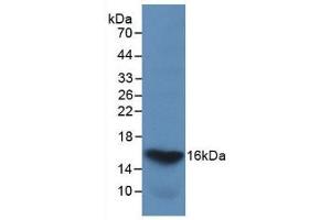 Detection of Recombinant GAL2, Human using Monoclonal Antibody to Galectin 2 (GAL2) (Galectin 2 anticorps  (AA 1-132))