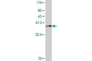Western Blot detection against Immunogen (37.
