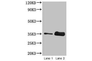Western blot All lanes: Wheat Gliadin at 2 μg/mL Lane 1: Wheat flour at 2 μg Lane 2: Wheat flour at 10 μg Secondary Goat polyclonal to rabbit IgG at 1/15000 dilution Predicted band size: 35 kDa Observed band size: 35 kDa (Gliadin anticorps)