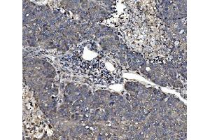 IHC analysis of P4HB using anti-P4HB antibody (ABIN7600075). (P4HB anticorps  (AA 146-363))