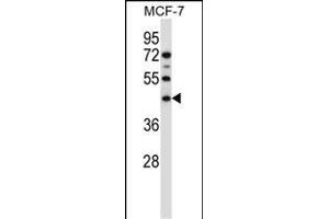SGMS1 Antibody (N-term) (ABIN657485 and ABIN2846514) western blot analysis in MCF-7 cell line lysates (35 μg/lane). (Sphingomyelin Synthase 1 anticorps  (N-Term))