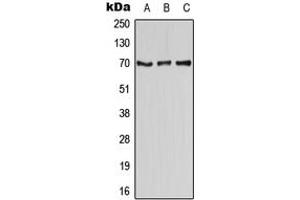 Western blot analysis of CD58 expression in HEK293T (A), Raw264. (CD58 anticorps  (Center))