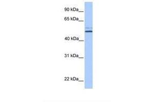 NHEDC2 antibody  (AA 451-500)