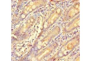 Immunohistochemistry of paraffin-embedded human small intestine tissue using ABIN7154573 at dilution of 1:100 (GCHFR anticorps  (AA 11-55))