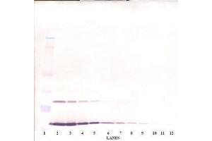Image no. 1 for anti-Interleukin 9 (IL9) antibody (ABIN465896) (IL-9 anticorps)