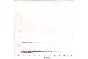 Image no. 1 for anti-Interleukin 9 (IL9) antibody (ABIN465895)