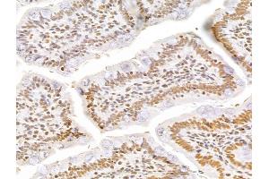 anti-GINS Complex Subunit 3 (Psf3 Homolog) (GINS3) (Internal Region) antibody