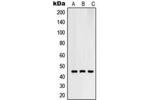 Western blot analysis of RNF130 expression in SKMEL28 (A), HuvEc (B), HeLa (C) whole cell lysates. (RNF130 anticorps  (C-Term))