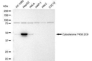 Western blotting analysis using Cytochrome P450 2C9 antibody (ABIN7798254).