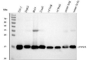 Western blot analysis of Cyclophilin A using anti-Cyclophilin A antibody (ABIN5518864). (PPIA anticorps  (AA 116-165))