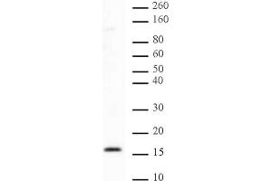 Histone H2B dimethyl Lys46 pAb tested by Western blot.