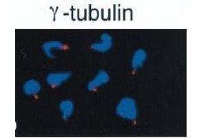 Immunofluorescence (IF) image for anti-Tubulin, gamma 1 (TUBG1) (C-Term) antibody (ABIN2451983) (TUBG1 anticorps  (C-Term))