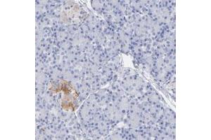 Immunohistochemical staining (Formalin-fixed paraffin-embedded sections) of human pancreas with PCSK1N polyclonal antibody  shows cytoplasmic positivity in endocrine cells at 1:20-1:50 dilution. (PCSK1N anticorps)