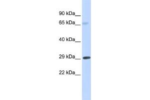 WB Suggested Anti-FCER1A Antibody Titration:  0. (Fc epsilon RI/FCER1A anticorps  (Middle Region))