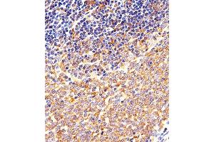 Immunohistochemical analysis of paraffin-embedded M.