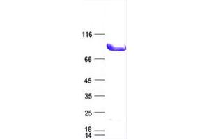 Validation with Western Blot
