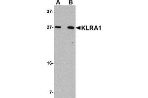 Western blot analysis of KLRA1 in 293 cell lysate with KLRA1 antibody at (A) 1 μg/ml and (B) 2 μg/ml. (KLRA1 anticorps  (C-Term))