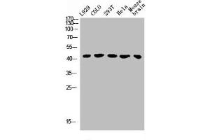 Western Blot analysis of L929 COLO 293T HELA MOUSE-brain cells using GHRH-R Polyclonal Antibody (GHRHR anticorps  (C-Term))