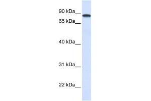DDX1 antibody used at 1 ug/ml to detect target protein. (DDX1 anticorps)