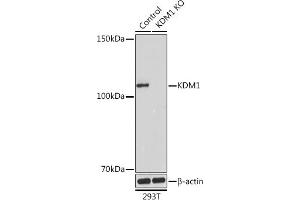 Western blot analysis of extracts from normal (control) and KDM1 Rabbit pAb knockout (KO) 293T cells, using KDM1 Rabbit pAb antibody (ABIN7268323) at 1:1000 dilution. (LSD1 anticorps  (AA 130-380))