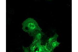 Immunofluorescence (IF) image for anti-BAI1-Associated Protein 2 (BAIAP2) antibody (ABIN1496805) (BAIAP2 anticorps)