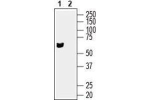 Western blot analysis of human SH-SY5Y neuroblastoma cell line lysate: - 1.