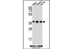 Western blot analysis in K562,HepG2,Jurkat cell line lysates (35ug/lane). (HNRPDL anticorps  (AA 206-234))