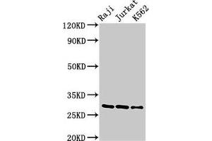 Western Blot Positive WB detected in: Raji whole cell lysate, Jurkat whole cell lysate, K562 whole cell lysate All lanes: Gzma antibody at 3 μg/mL Secondary Goat polyclonal to rabbit IgG at 1/50000 dilution Predicted band size: 29 kDa Observed band size: 29 kDa