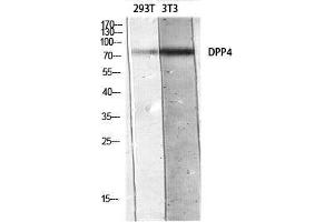 Western Blot (WB) analysis of 293T 3T3 lysis using DPP4 antibody.