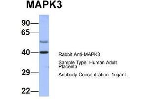 Host: Rabbit  Target Name: MAPK3  Sample Tissue: Human Adult Placenta  Antibody Dilution: 1. (ERK1 anticorps  (Middle Region))