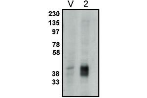 Western blot analysis using LPP2 antibody on vector-controlled HEK-293 cells (V) and HEK-293 cells overexpressing LPP2 protein (2) at 1 µg/ml (Lysophospholipid Phosphatase (LPP) 2 anticorps)