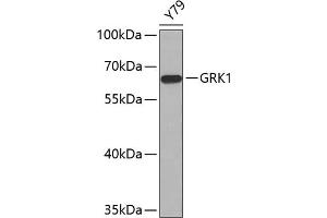 Western blot analysis of extracts of Y79 cells, using GRK1 antibody (ABIN6134352, ABIN6141414 and ABIN7101798). (GRK1 anticorps  (AA 1-160))