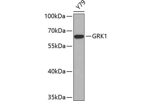 GRK1 anticorps  (AA 1-160)