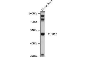 Western blot analysis of extracts of Mouse heart, using CHST12 antibody (ABIN7266065) at 1:1000 dilution. (CHST12 anticorps  (AA 193-414))