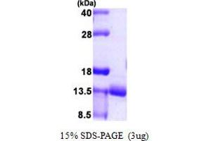 SDS-PAGE (SDS) image for Ubiquitin Related Modifier 1 (Urm1) (AA 1-101) protein (His tag) (ABIN667407)