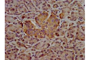 IHC image of ABIN7168912 diluted at 1:400 and staining in paraffin-embedded human pancreatic tissue performed on a Leica BondTM system. (Hepsin anticorps  (AA 294-413))