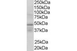ABIN185297 (1µg/ml) staining of Human Brain lysate (35µg protein in RIPA buffer). (Retinoid X Receptor gamma anticorps  (AA 213-226))