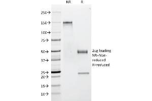SDS-PAGE Analysis Purified CD53 Mouse Monoclonal Antibody (63-5A3). (CD53 anticorps)