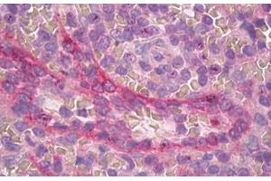 Image no. 2 for anti-Apelin Receptor (APLNR) (C-Term) antibody (ABIN1493132) (Apelin Receptor anticorps  (C-Term))